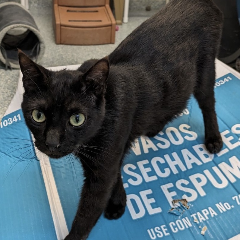 Alejandro, Adoptable, Adult Male Domestic Short Hair.