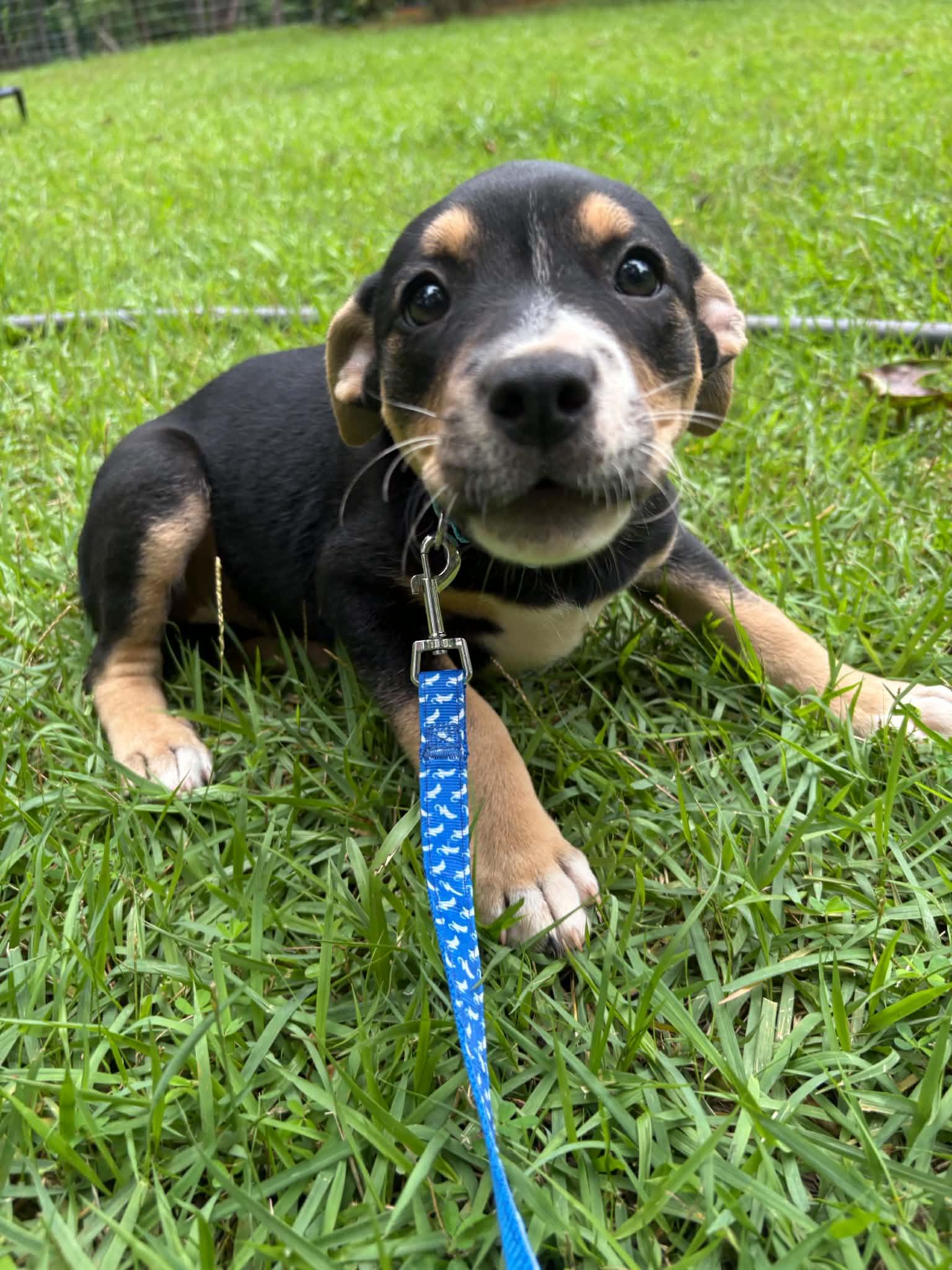 Kelsea, a ADOPTABLE mixed breed in Billerica, MA image 3/3