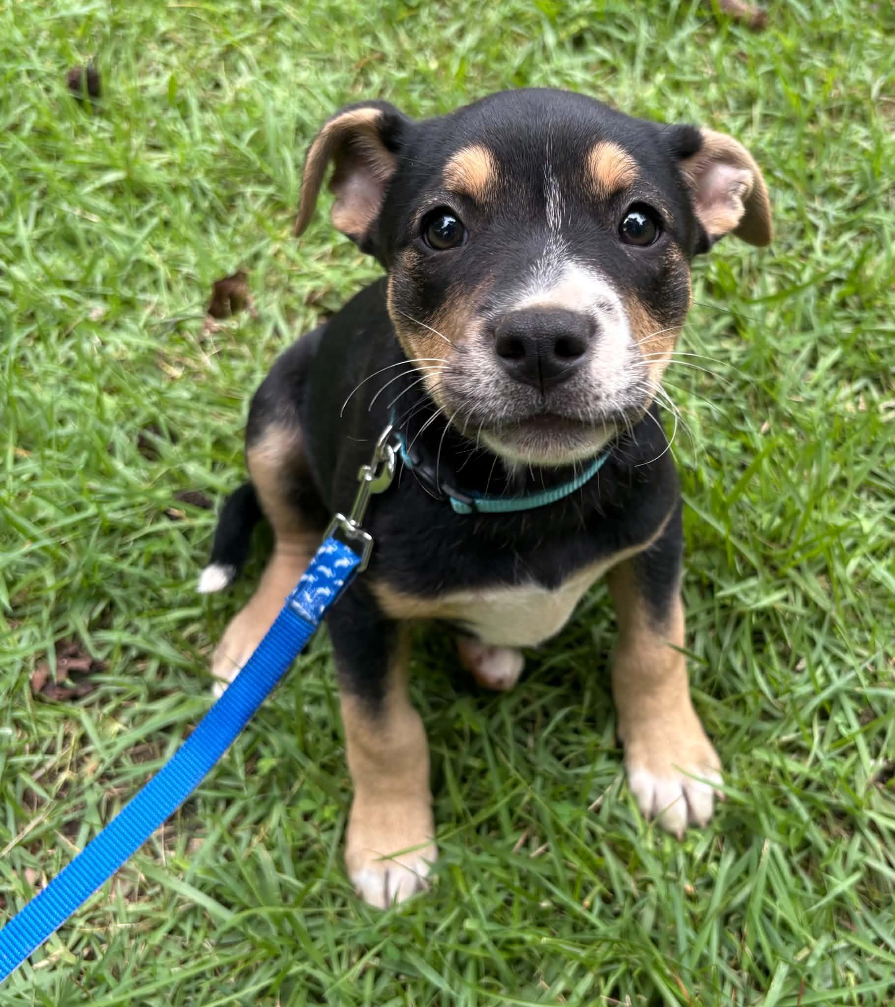 Kelsea, a ADOPTABLE mixed breed in Billerica, MA image 2/3