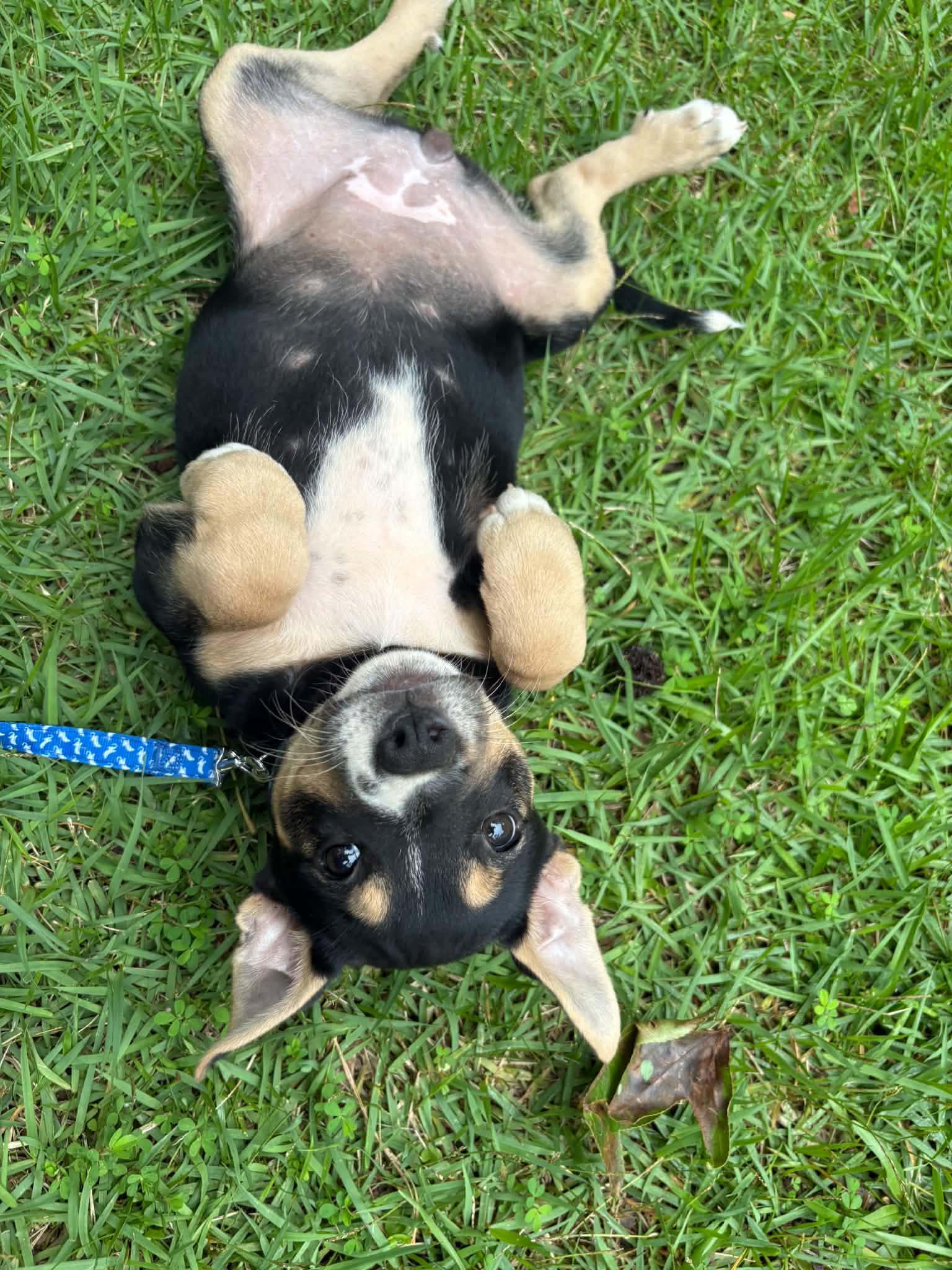 Kelsea, a ADOPTABLE mixed breed in Billerica, MA image 1/3