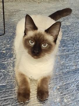 Enlarge Chacha, an adopted Siamese in Richmond, VA image 1/1