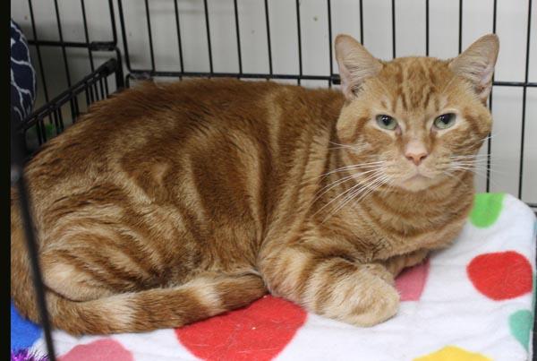 Cheeto, Adult Male Domestic Short Hair