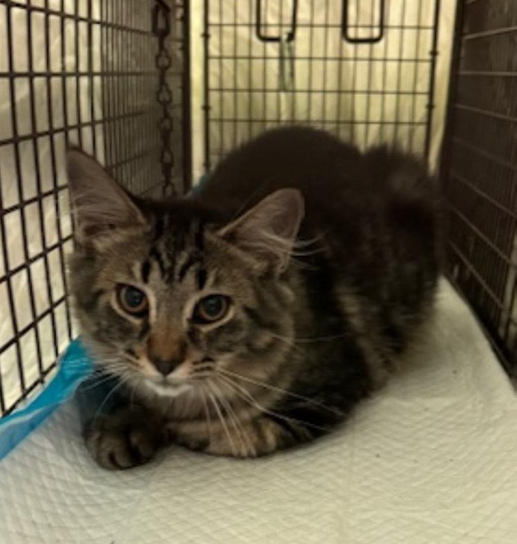 Enlarge Argo, a Adoptable Domestic Long Hair in Warren, MI image 1/2