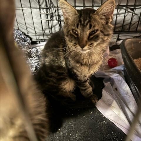 Enlarge Argo, a Adoptable Domestic Long Hair in Warren, MI image 2/2