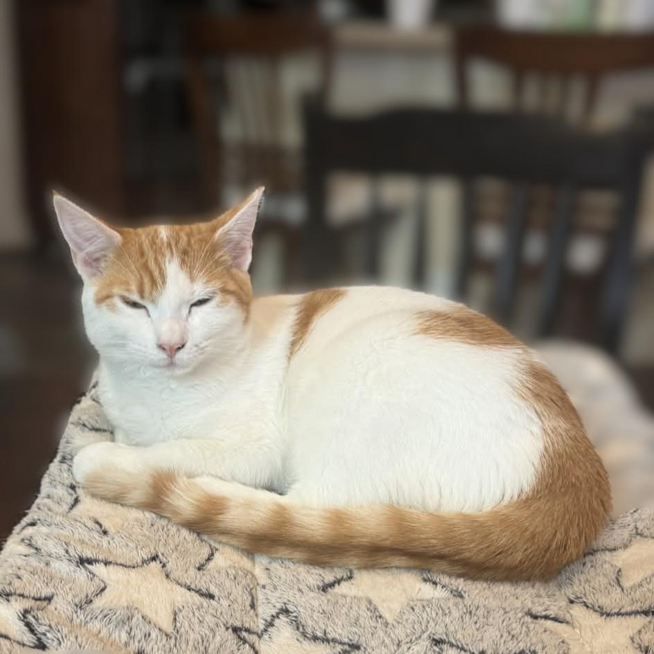 Enlarge Princess Buttercup (Turkish van mix), a Adoptable mixed breed in Allen, TX image 6/6