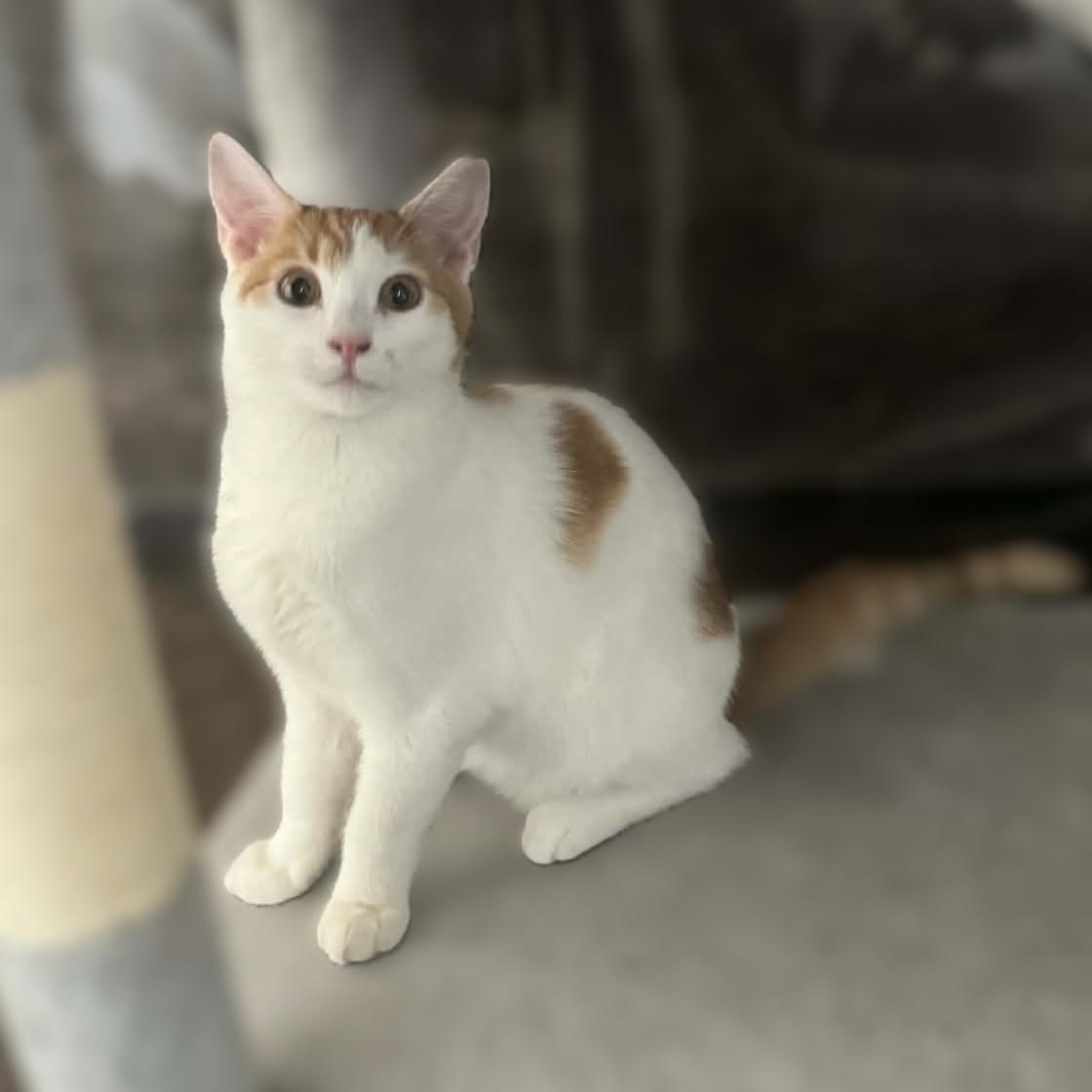 Princess Buttercup (Turkish van mix), Adoptable, Young Female Turkish Van & Domestic Short Hair.