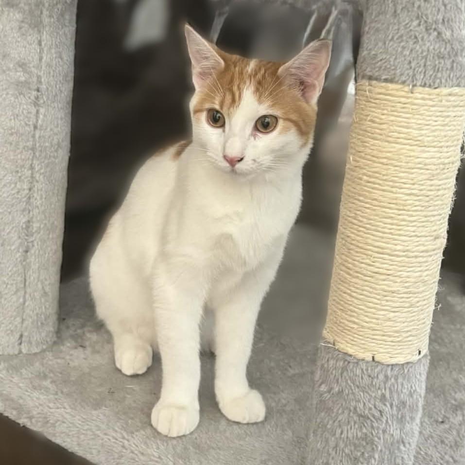 Enlarge Princess Buttercup (Turkish van mix), a Adoptable mixed breed in Allen, TX image 2/6