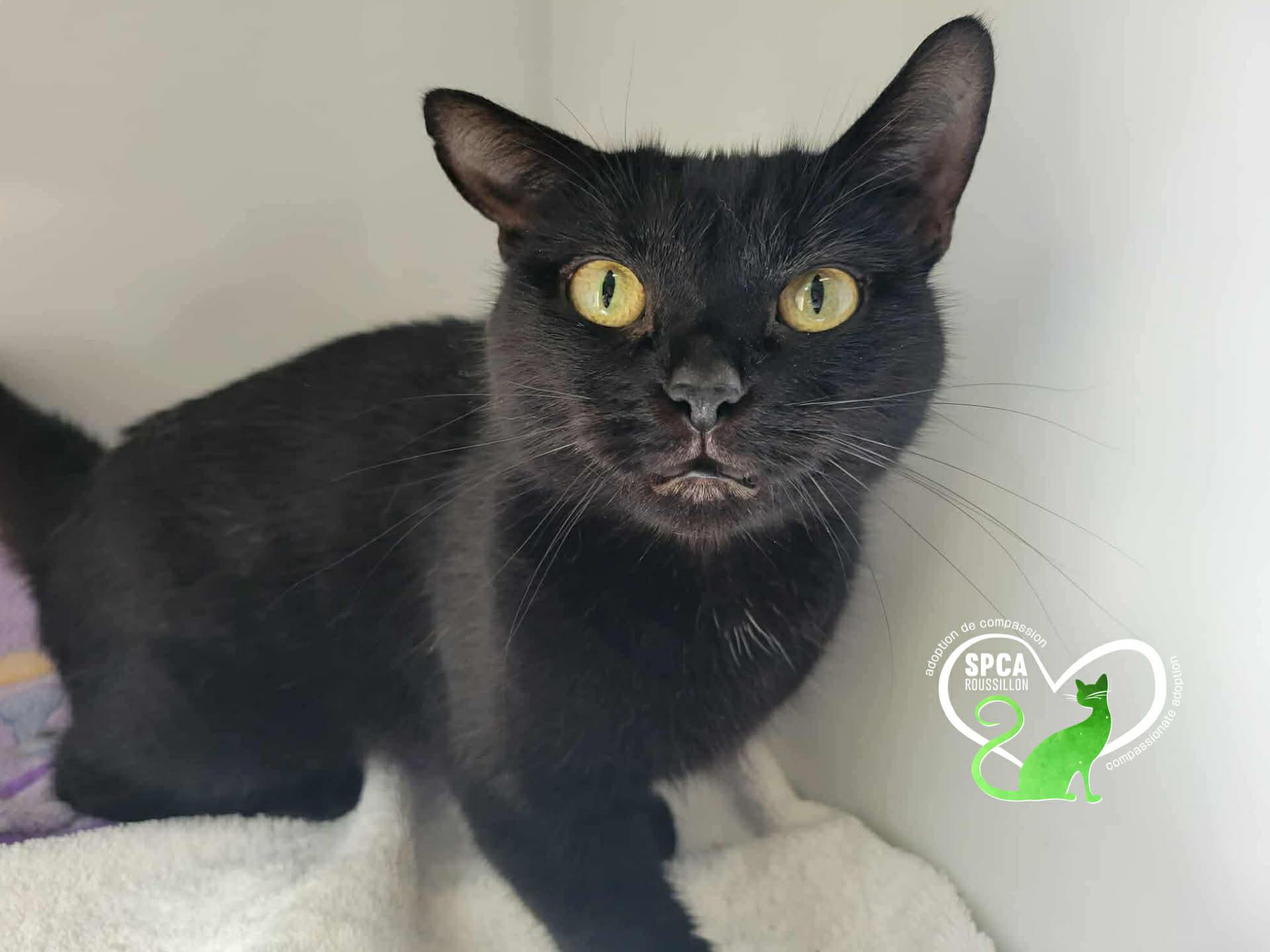 Enlarge Nismo, a ADOPTABLE Domestic Short Hair in Delson, QC image 1/1