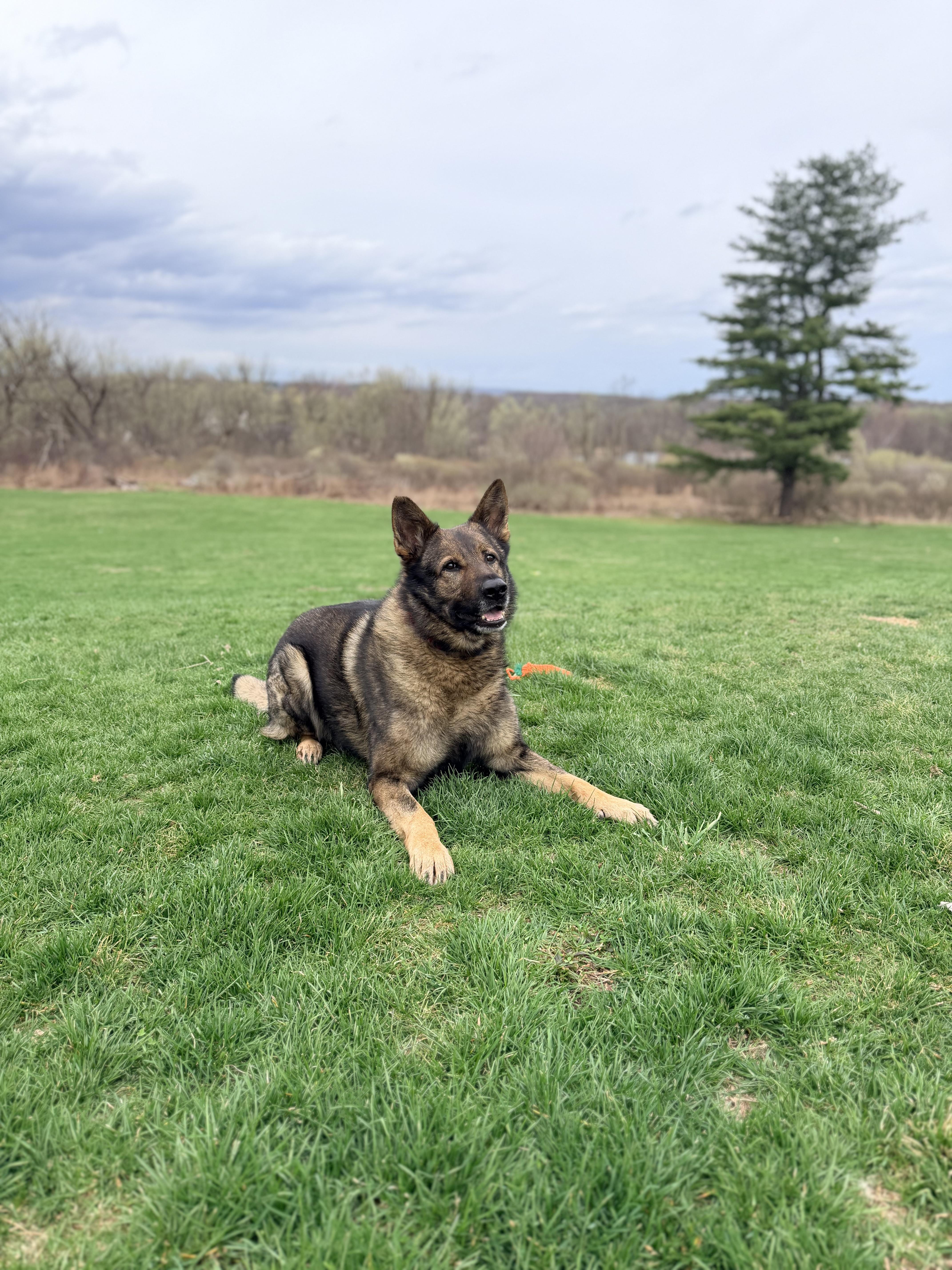 Lincoln, Adoptable, Adult Male German Shepherd Dog.