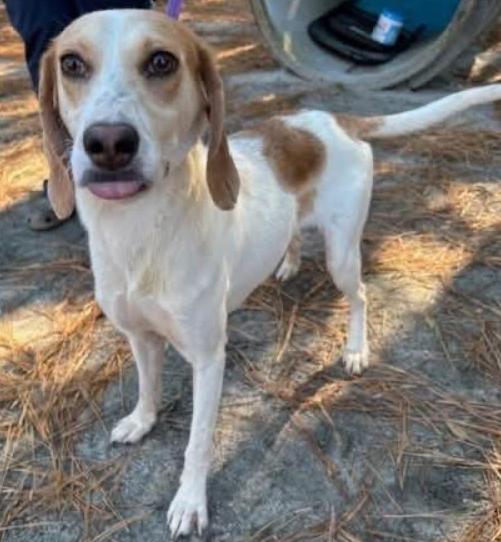 Enlarge Parker, a Adoptable mixed breed in Washington, DC image 1/3