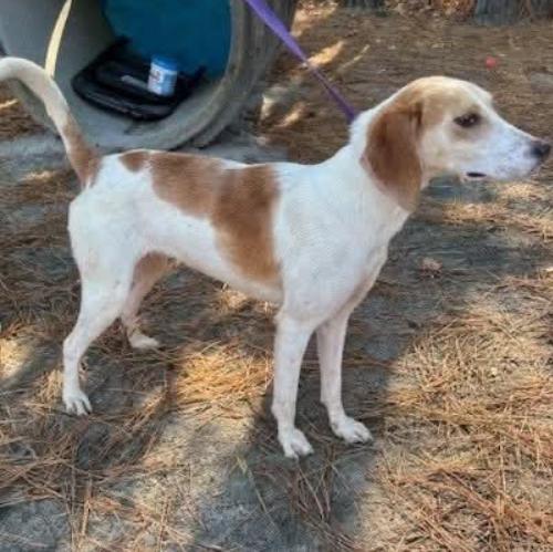 Parker, Adoptable, Young Female Hound & Mixed Breed.