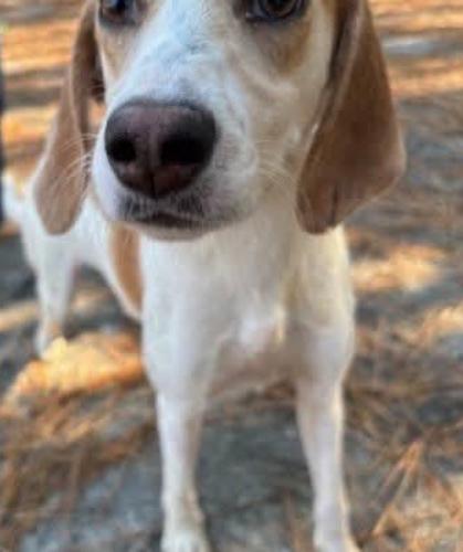 Enlarge Parker, a Adoptable mixed breed in Washington, DC image 3/3