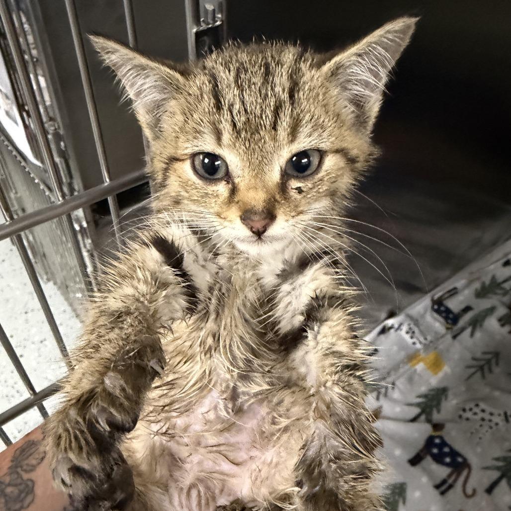 Huey, Adoptable, Kitten Male Domestic Short Hair.