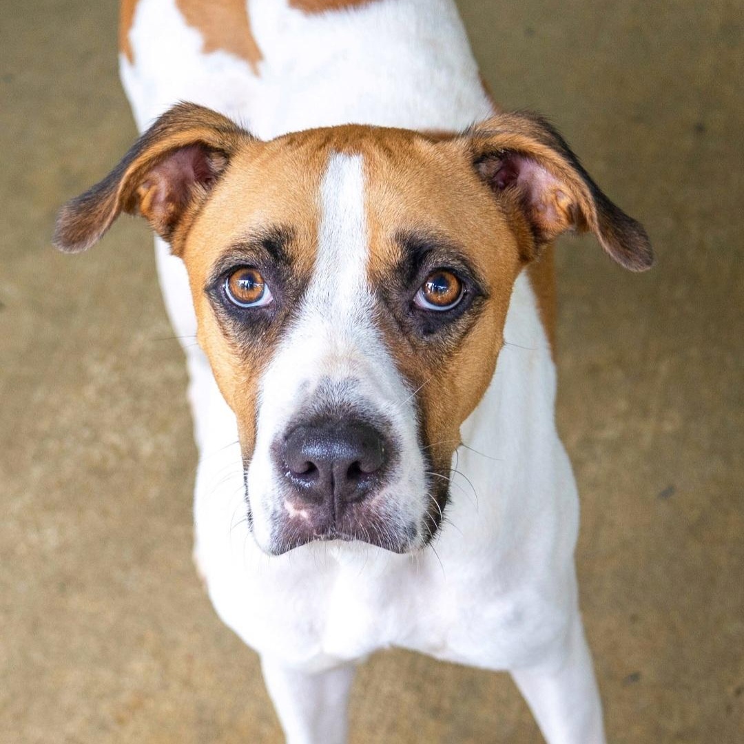 Enlarge ADRIENNE "I love to love!" (Out of town)), a Adoptable mixed breed in New York, NY image 4/6