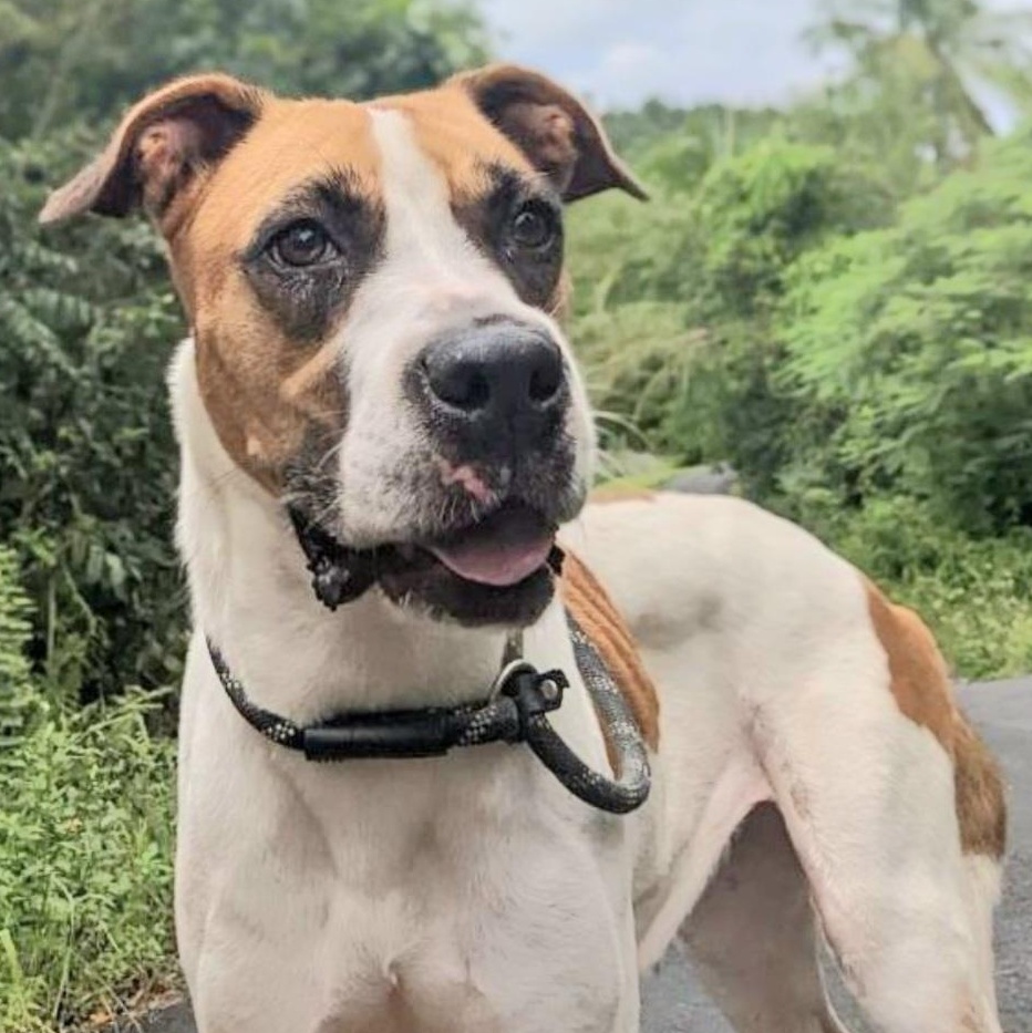 Enlarge ADRIENNE "I love to love!" (Out of town)), a Adoptable mixed breed in New York, NY image 5/6