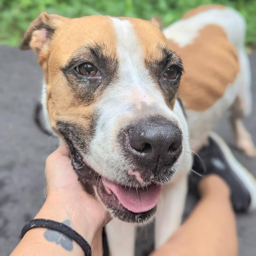 Enlarge ADRIENNE "I love to love!" (Out of town)), a Adoptable mixed breed in New York, NY image 6/6