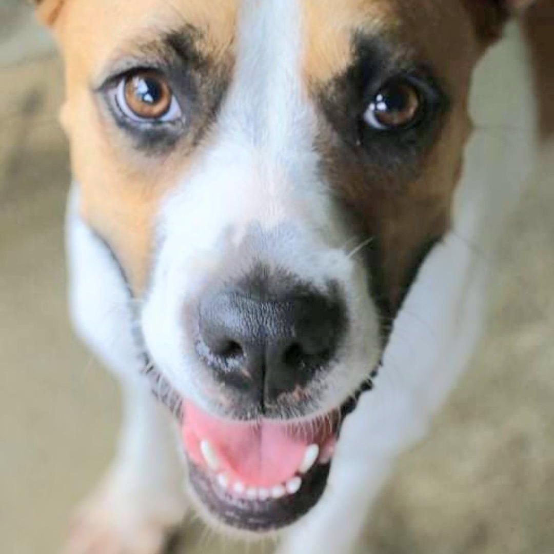 Enlarge ADRIENNE "I love to love!" (Out of town)), a Adoptable mixed breed in New York, NY image 3/6