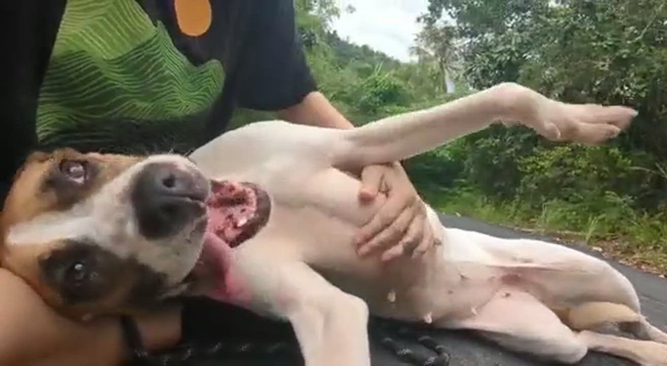 Enlarge ADRIENNE "I love to love!" (Out of town)), a Adoptable mixed breed in New York, NY video 2/6