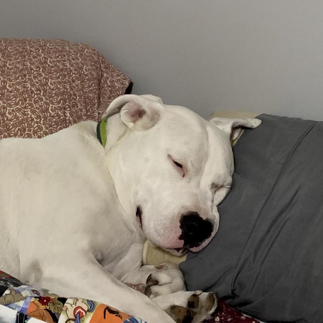Enlarge Maze, a Adoptable American Staffordshire Terrier in Ferndale, MI image 1/4