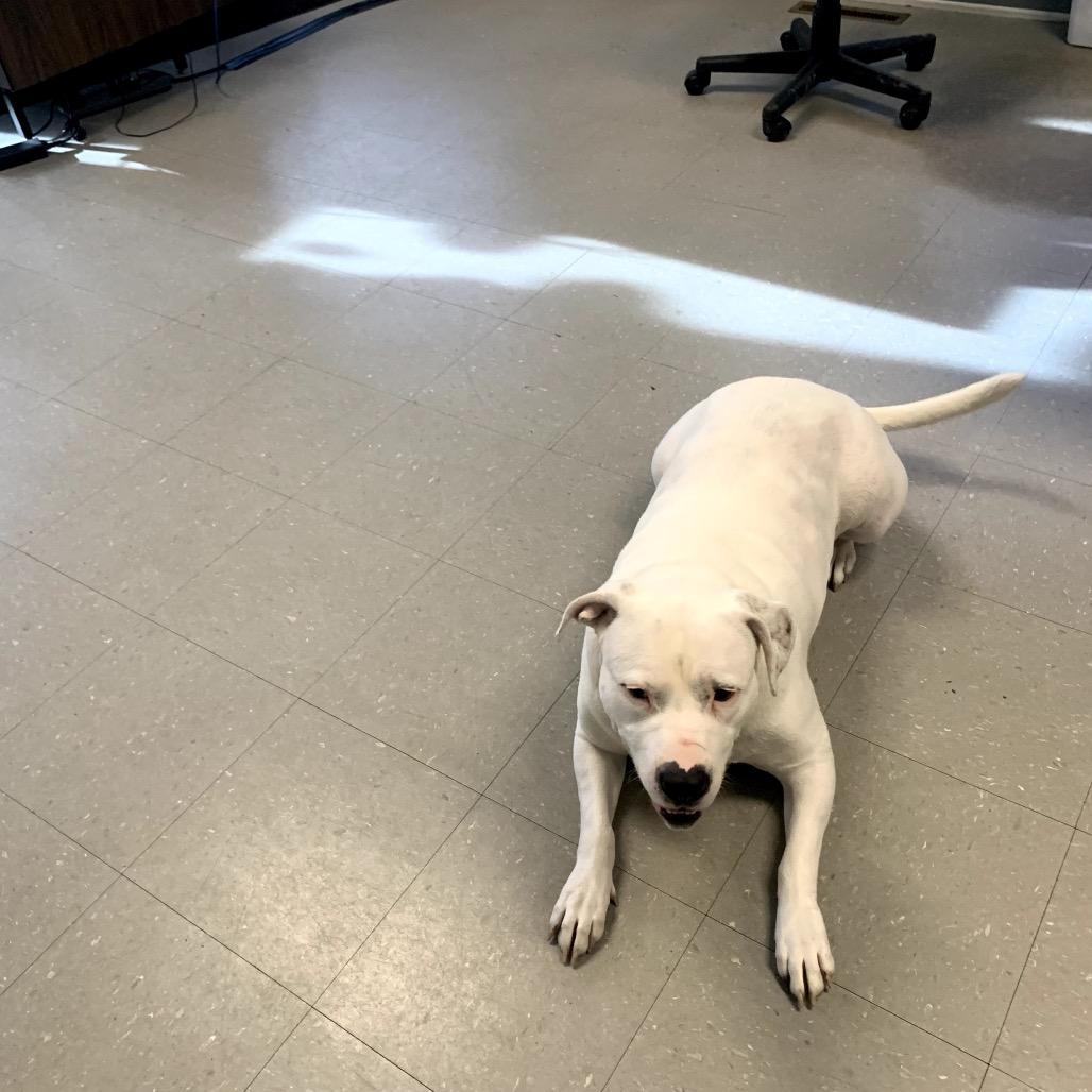 Enlarge Maze, a Adoptable American Staffordshire Terrier in Ferndale, MI image 2/4