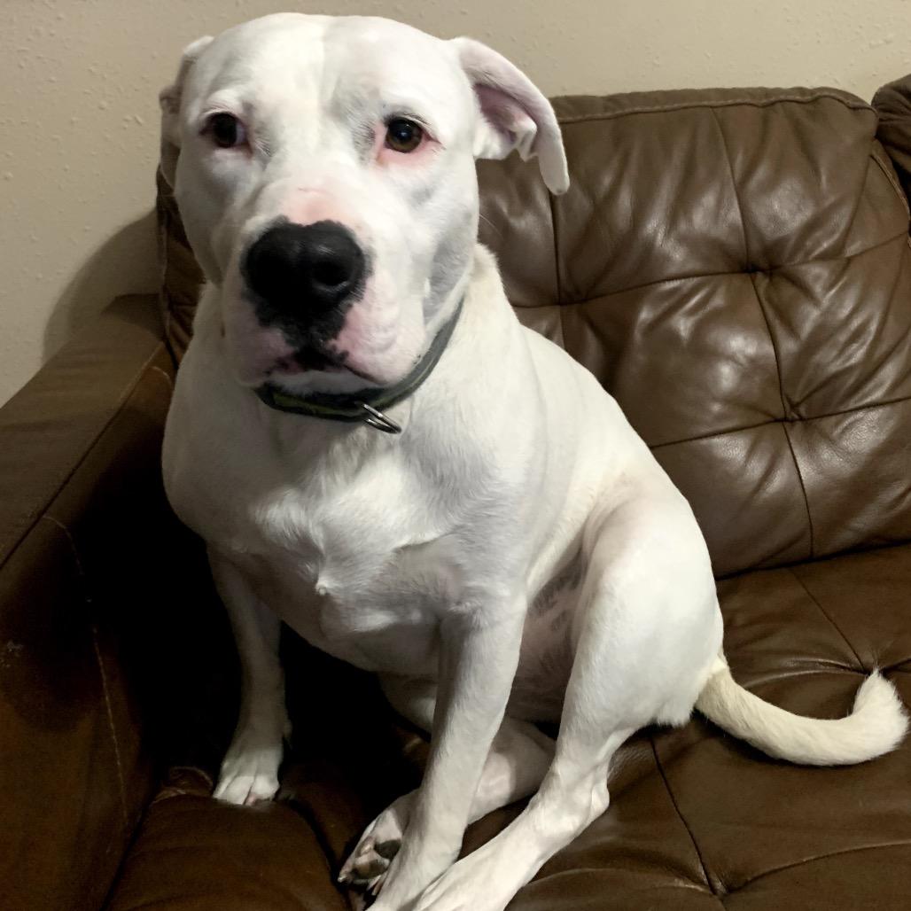 Enlarge Maze, a Adoptable American Staffordshire Terrier in Ferndale, MI image 3/4