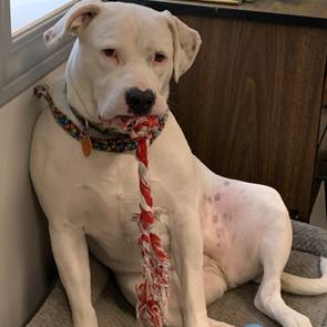 Enlarge Maze, a Adoptable American Staffordshire Terrier in Ferndale, MI image 4/4
