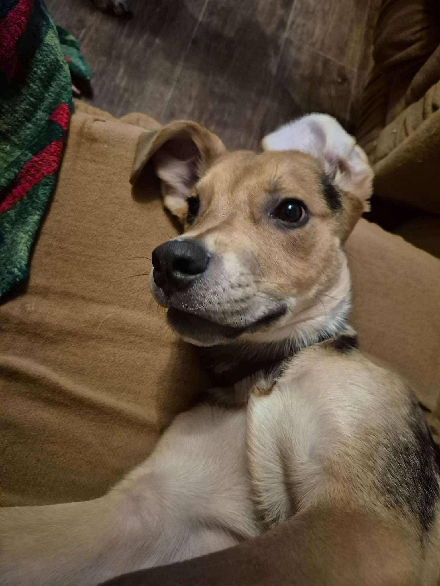 Gus, ADOPTABLE, Young Male Beagle & Labrador Retriever.