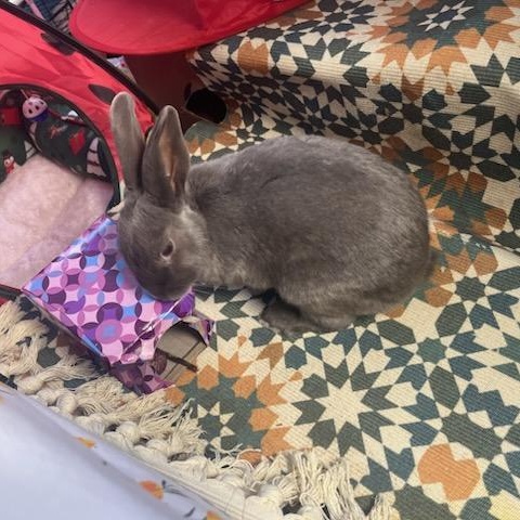 TAUPIE, a Adoptable Bunny Rabbit in Forest Hills, NY image 4/6