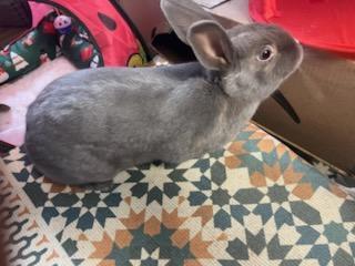 TAUPIE, a Adoptable Bunny Rabbit in Forest Hills, NY image 5/6