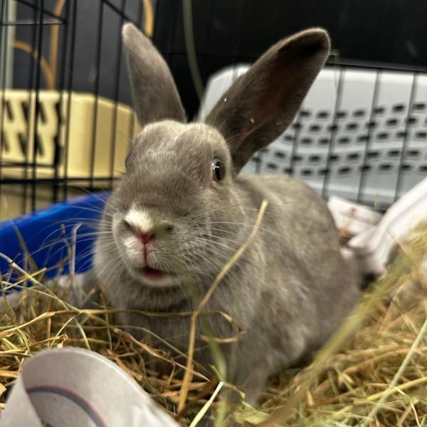 TAUPIE, a Adoptable Bunny Rabbit in Forest Hills, NY image 3/6
