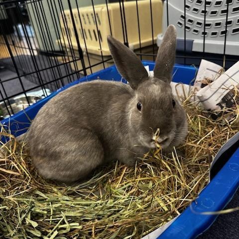 TAUPIE, a Adoptable Bunny Rabbit in Forest Hills, NY image 2/6