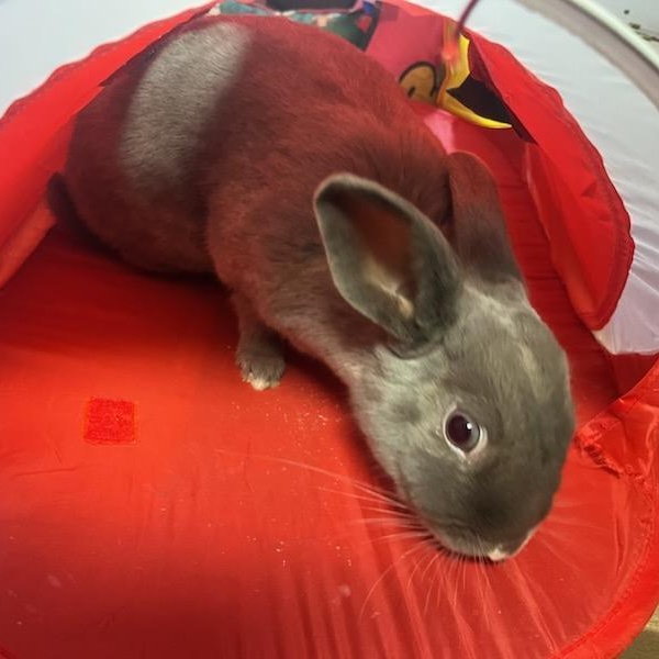 TAUPIE, a Adoptable Bunny Rabbit in Forest Hills, NY image 6/6