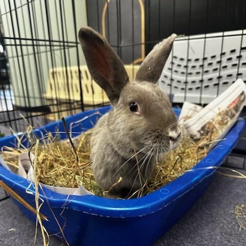 TAUPIE, Adoptable, Adult Female Bunny Rabbit.
