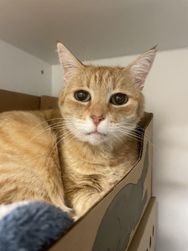 George, Adoptable, Senior Male Domestic Short Hair.