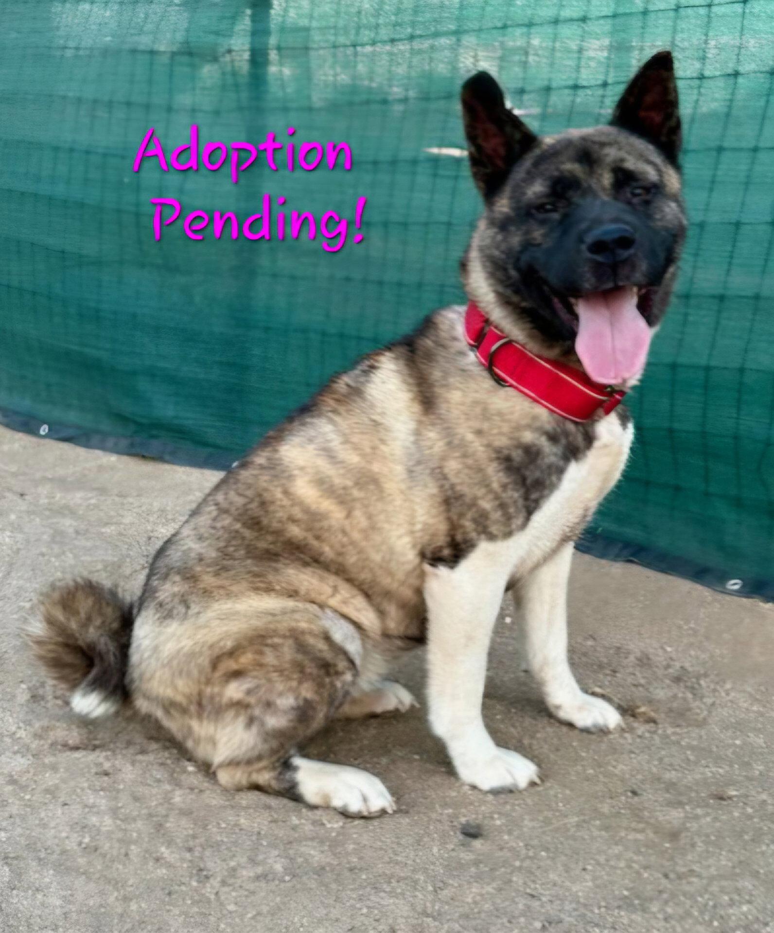 STEVIE - Adoption Pending!, Adoptable, Young Female Akita.