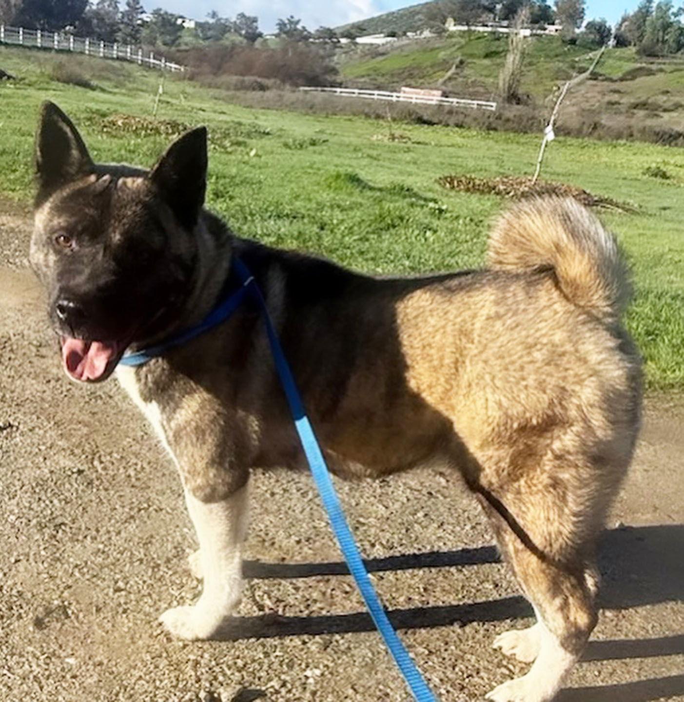 STEVIE, a Adoptable Akita in Romoland, CA image 1/2