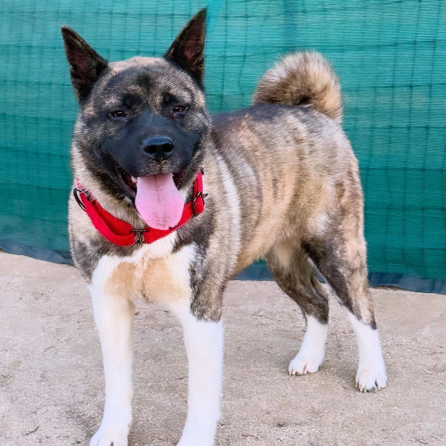 STEVIE, Adoptable, Young Female Akita.