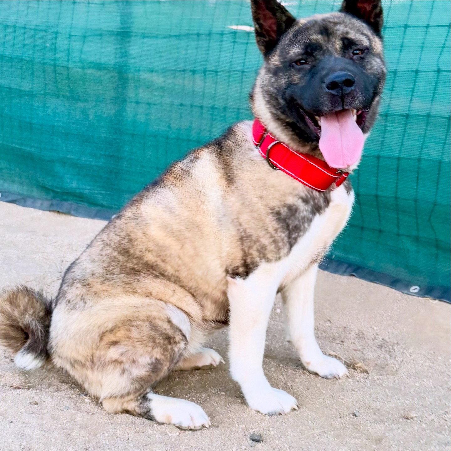 Enlarge STEVIE, a Adoptable Akita in Romoland, CA image 2/3