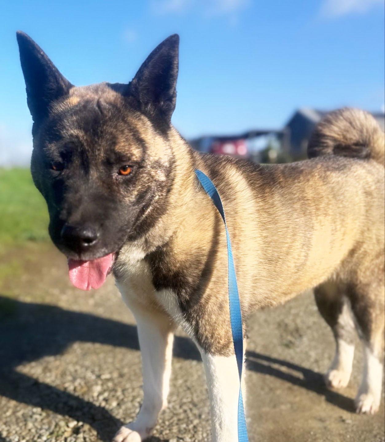 STEVIE, a Adoptable Akita in Romoland, CA image 2/2