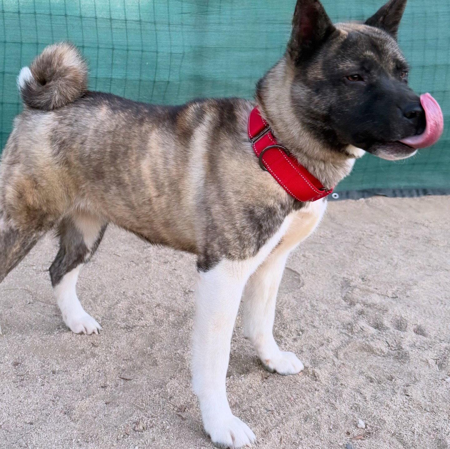 Enlarge STEVIE, a Adoptable Akita in Romoland, CA image 3/3