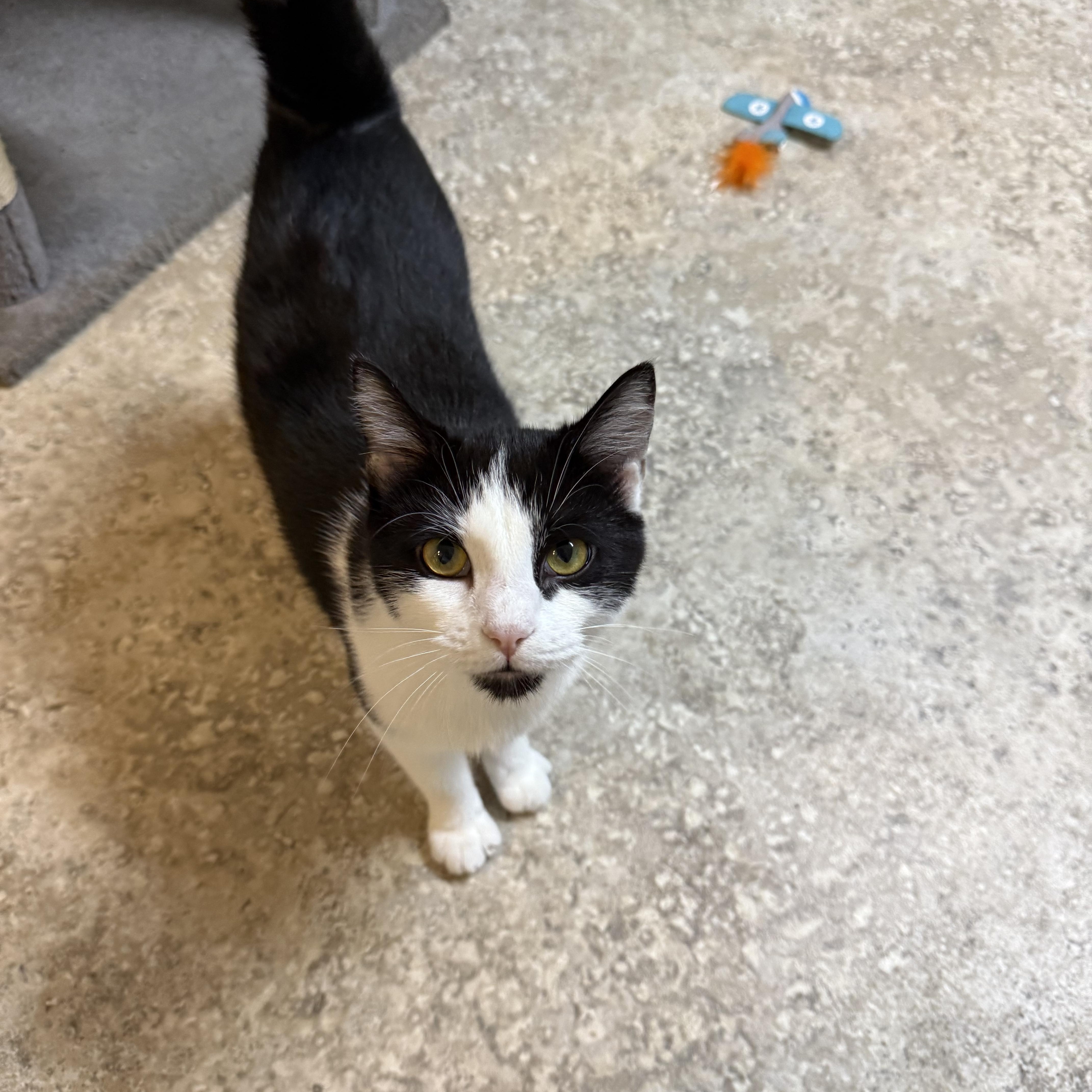 Cyprus , adopted, Young Male Domestic Short Hair.