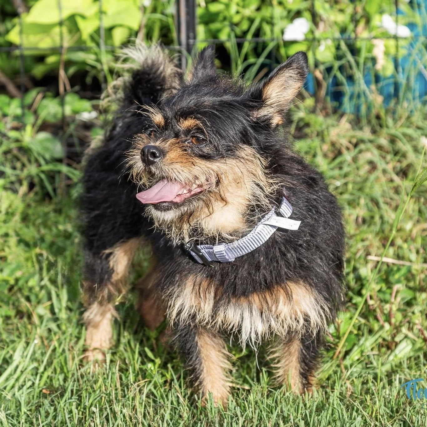 Bonnie, a Adoptable mixed breed in Cape Coral, FL image 4/6