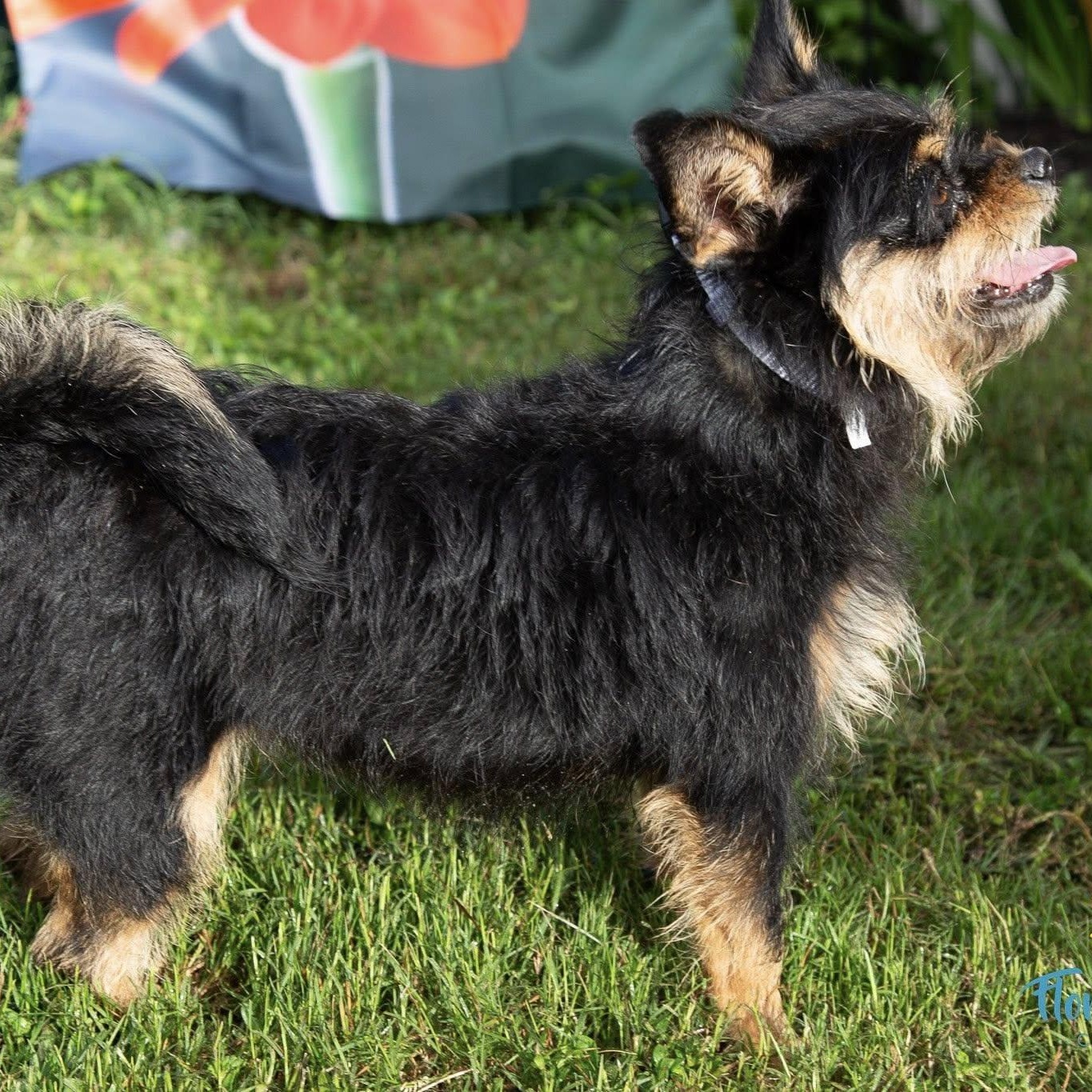 Bonnie, a Adoptable mixed breed in Cape Coral, FL image 5/6