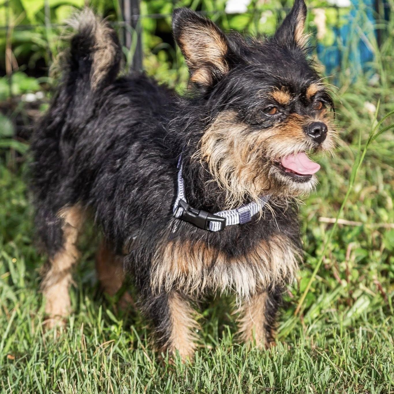 Bonnie — thumbnail 4