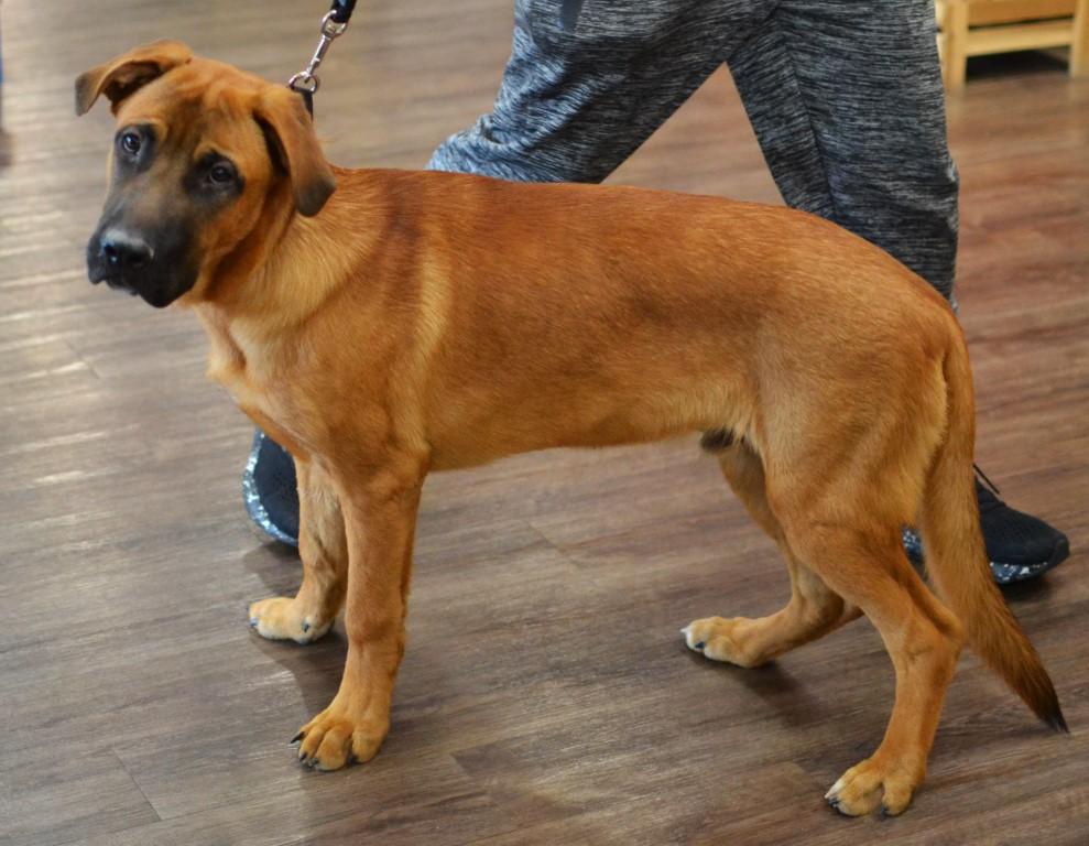 Enlarge Ronan, a Adoptable mixed breed in White Plains, NY image 3/5