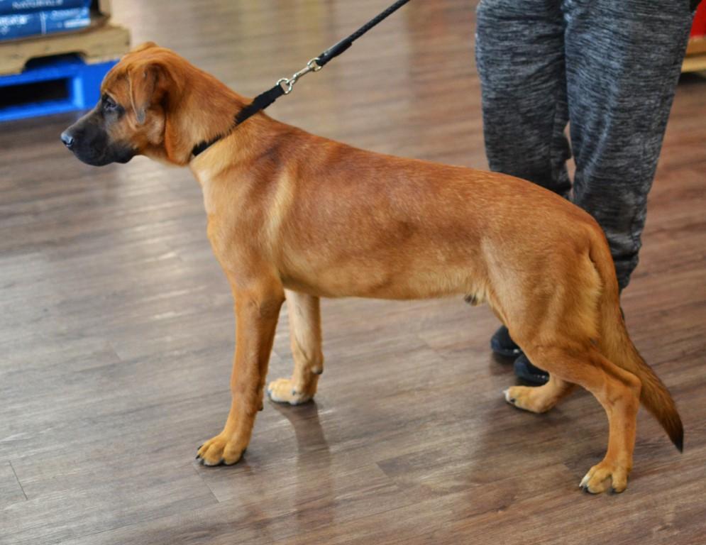 Enlarge Ronan, a Adoptable mixed breed in White Plains, NY image 4/5