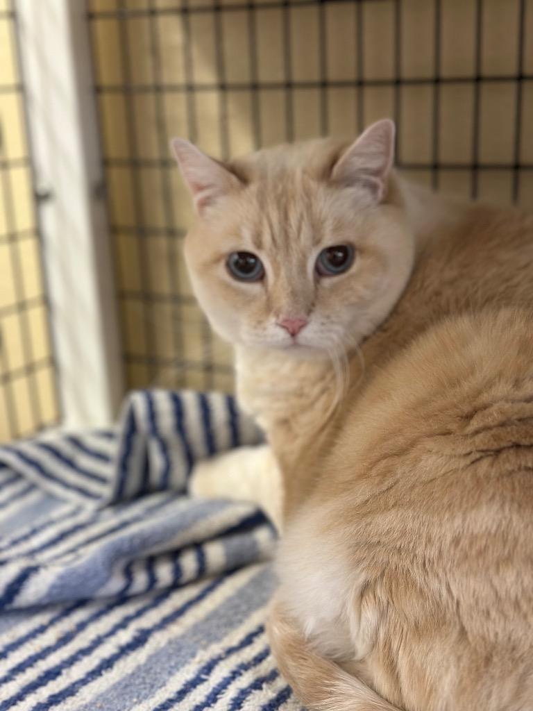Diamond, Adoptable, Adult Female Domestic Medium Hair.