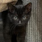 Enlarge Baby Bundt, a Adoptable mixed breed in Grand Rapids, MN image 1/3