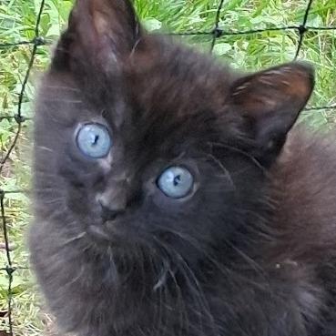 Baby Bundt, Adoptable, Kitten Male Domestic Short Hair & Siamese.
