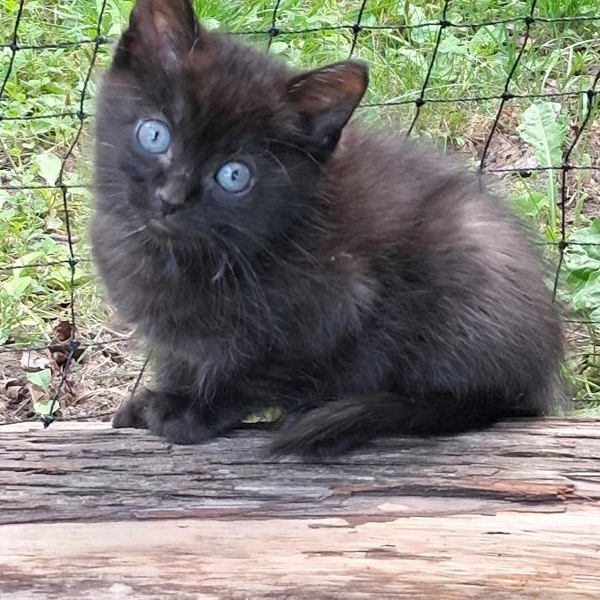 Enlarge Baby Bundt, a Adoptable mixed breed in Grand Rapids, MN image 3/3